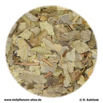 Boldoblätter (Boldi folium)