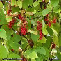 Schisandra chinensis Früchte