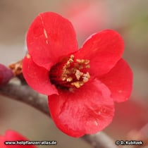 Chinesische Scheinquitte (Chaenomeles speciosa)