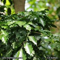 Tolubalsam (Tolu-Balsambaum, Myroxolyn balsamum)