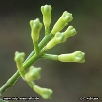 Blütenknospen des Gewürznelkenbaums (Syzygium aromaticum)
