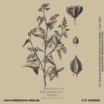 Fagopyrum esculentum; Echter Buchweizen; Historisches Bild