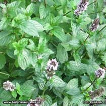 Japanische Minze (Mentha canadensis), Wuchsform