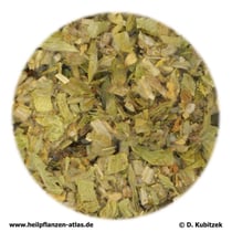 Berufskraut (Sideritis herba)