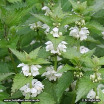 Weiße Taubnessel (Lamium album)
