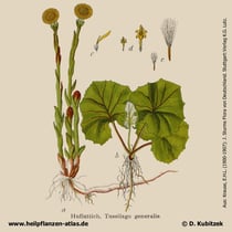 Huflattich, Tussilago farfara, Historisches Bild