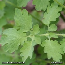 Schöllkraut (Chelidonium majus), Blatt