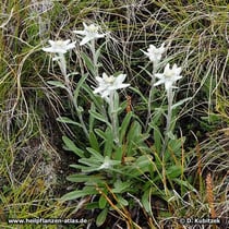 Alpen-Edelweiß (Leontopodium nivale subsp. alpinum), Wuchsform