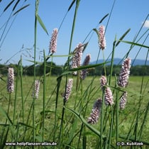 Schlangenwiesen-Knöterich (Bistorta officinalis)