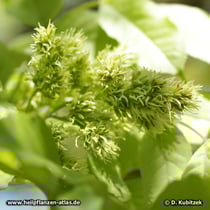 Schnabel-Esche (Fraxinus rhynchophylla)