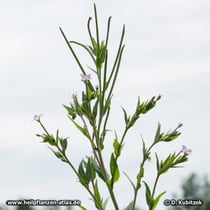 Kleinblütiges Weidenröschen (Epilobium parviflorum), Blütenstand