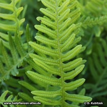 Tüpfelfarn (Gewöhnlicher Tüpfelfarn, Polypodium vulgare)