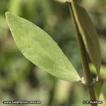 Jojobastrauch (Simmondsia chinensis), Blatt,
