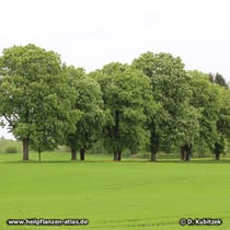 Rosskastanie (Aesculus hippocastanum), als Alleebaum