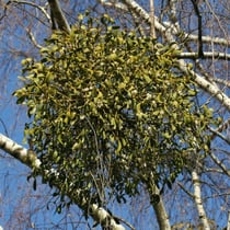 Mistel (Viscum album)