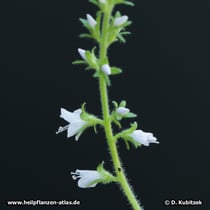 Echter Ehrenpreis (Veronica officinalis)