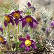 Chinesische Küchenschelle (Pulsatilla chinensis)
