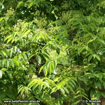 Amur-Korkbaum (Phellodendron amurense) in Blüte