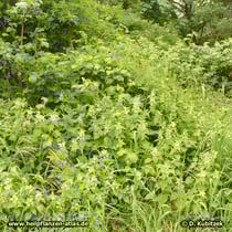 Weiße Taubnessel (Lamium album) am Wegrand auf einer städtischen Brachfläche