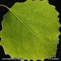 Zitter-Pappel (Populus tremula), Blatt in der Durchsicht