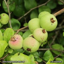 Chinesische Scheinquitte (Chaenomeles speciosa)