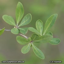 Gemeiner Bocksdorn (Lycium barbarum), Blätter