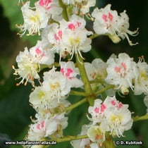 Blüten der Rosskastanie (Aesculus hippocastanum)