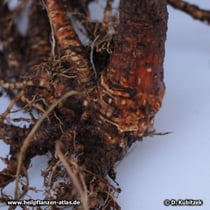 Taigawurzel (Eleutherococcus senticosus), Wurzel