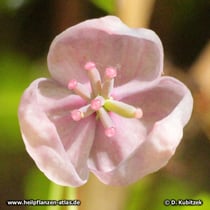 Fingerblättrige Akebie (Akebia quinata) Blüte