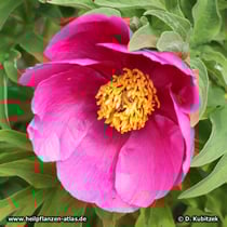 Garten-Pfingstrose (Paeonia officinalis)