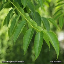 Amur-Korkbaum (Phellodendron amurense) Blatt