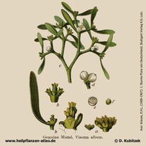 Mistel; Viscum album; Historisches Bild