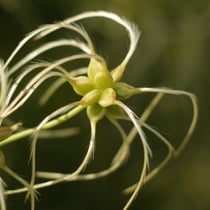 Clematis mandshurica