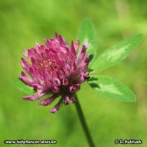 Rot-Klee (Trifolium pratense)