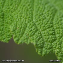 Muskatellersalbei (Salvia sclarea), Blattoberfläche