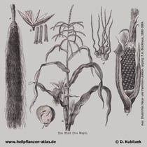 Mais (Zea mays), historisches Bild