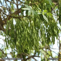 Schmalblättrigen Esche (Fraxinus angustifolia), Früchte