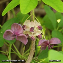 Fingerblättrige Akebie (Akebia quinata) Blüten