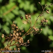 Ningpo-Braunwurz (Scrophularia ningpoensis)