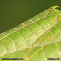 Sommerlinde (Tilia platyphyllos), Blatt mit feine Behaarung
