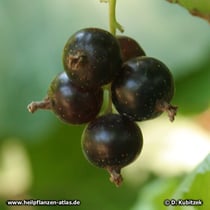 Schwarze Johannisbeere (Ribes nigrum)