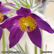 Chinesische Küchenschelle (Pulsatilla chinensis)