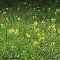Wiesen-Schlüsselblume (Primula veris), Standort Wiese