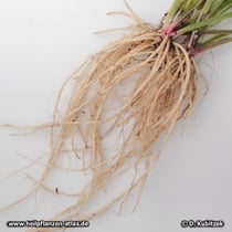 Wiesen-Schlüsselblume (Primula veris), Wurzel