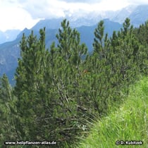 Gebogener Wuchs von Latschenkiefern (Pinus mugo) auf einem Berghang