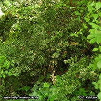 Maeusedorn (Ruscus aculeatus), Standort im Wald