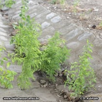 Einjähriger Beifuß (Artemisia annua) wächst hier in einer Abflussrinne für Regenwasser.