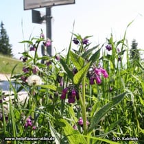 In den Apen finden sich Beinwell-Standorte (Gewöhnlicher Beinwell, Symphytum officinale) bis zu einer Höhe von 1.000 m, so wie hier neben einem Parkplatz bei Garmisch-Partenkirchen (Oberbayern, ca. 800 m).