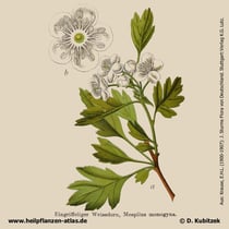 Eingriffeliger Weißdorn, Crataegus monogyna, Historisches Bild