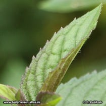 Pfefferminze (Mentha x piperita), Blatt